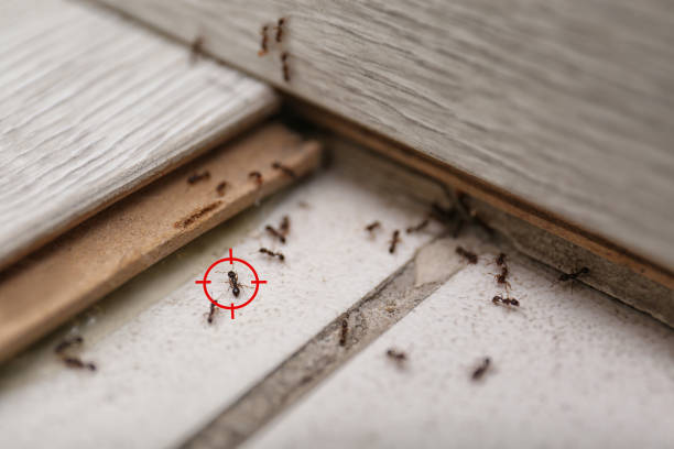 Professional Pest Control in Bagley, MN
