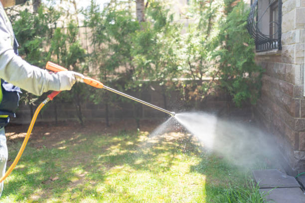 Best Wasp Removal Services  in Bagley, MN