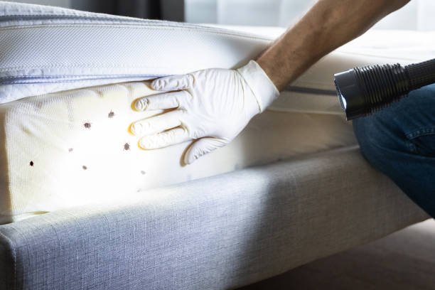 Best Best Pest Control Companies  in Bagley, MN