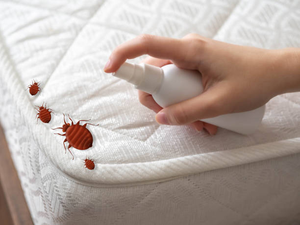 Wasp Removal Services in Bagley, MN